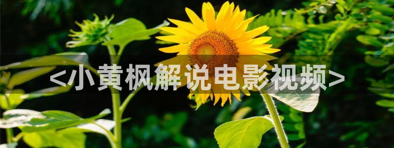 樱花视频logo